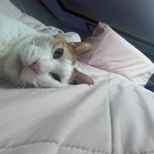 빨리 할일 다 끝내고 쉬고 싶은데
집중력이 바닥나서 진도가 안 나가
너무너무힘들다.........💦