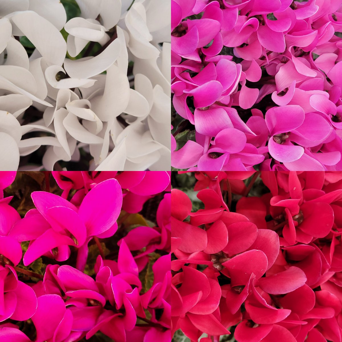 TLを花でいっぱいにしよう 同じ日のシクラメン 本日出逢った4種です😃