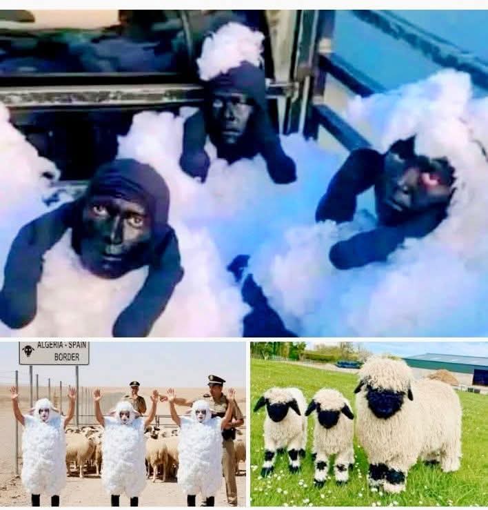 ManBiolee's tweet image. Some people can just come up with cr@zy ideas 😂😂😂

They where trying to japa from àlgeria to spàin, then disguised as black sheep but got caught in the process. 
I&apos;m just wondering how they came up with such idea 😂🤣 
Na wa o.