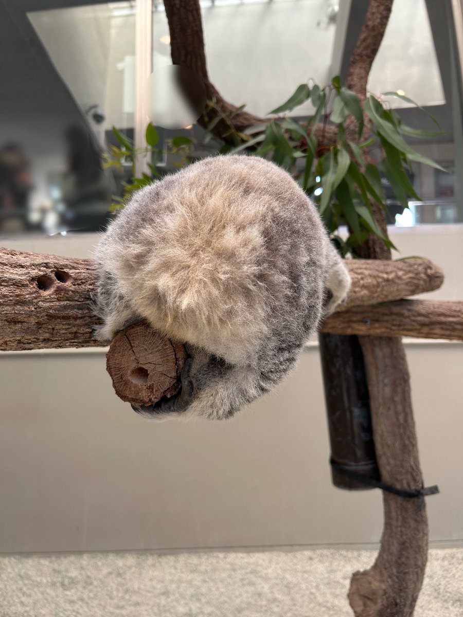 @(             )@
#コアラ #ナギ