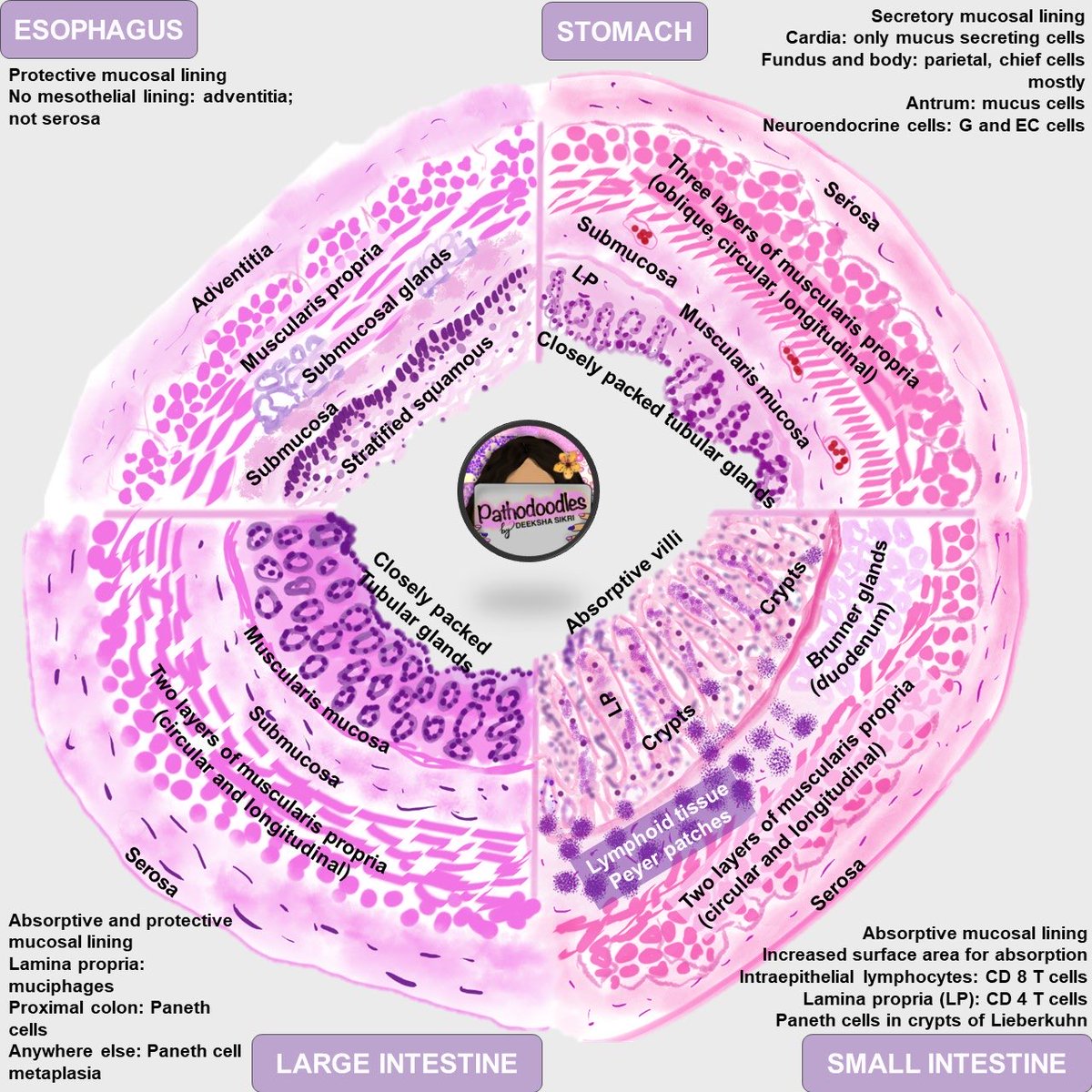 Capas del tracto gastrointestinal 🔬 #4KMedEd    
(Por cortesía de <a href="/pathodoodles/">Pathodoodles by Deeksha Sikri</a>)