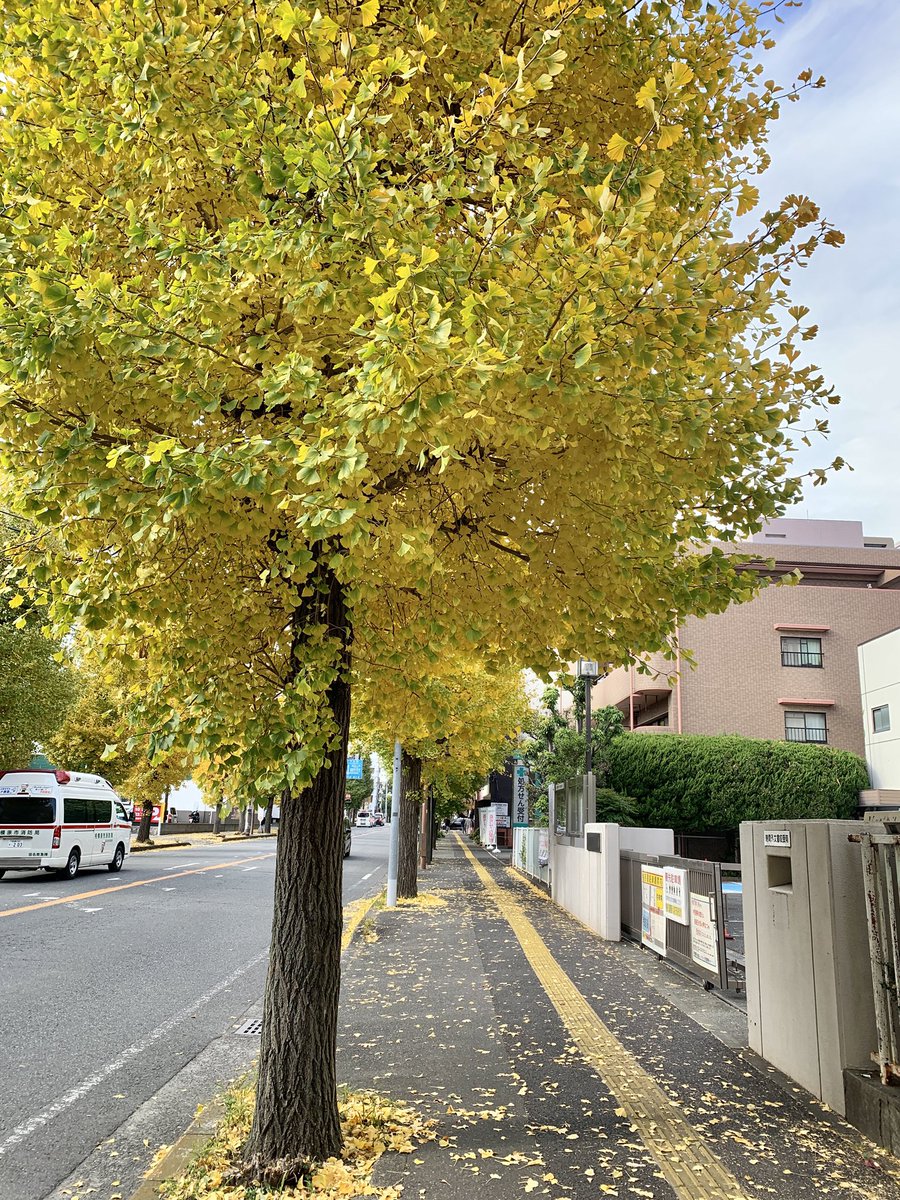 W-WELL2ndオープンしました。
工房からお店までの街路樹は今イチョウが色付き黄金に輝いています。

今週は明日が15時半までプレイベートレッスンと明後日はマンションの排水管清掃立会いの為4時半頃までおりませんので来店をご予定の方はご了承ください。

それでは今週もよろしくお願いいたします。