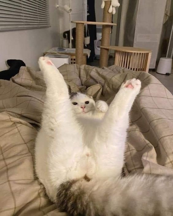 PunchingCat's tweet image. 