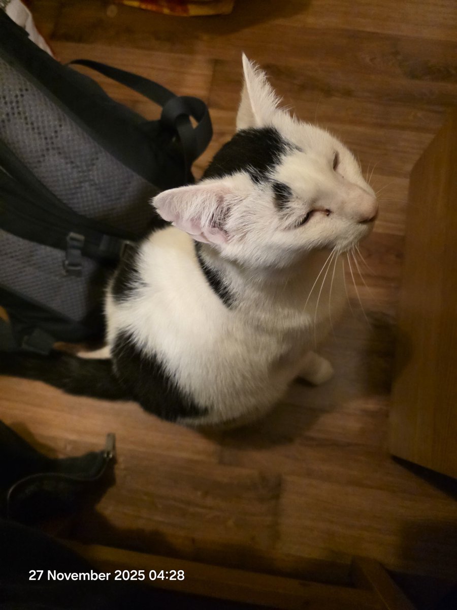 TsuiAllen's tweet image. #morningmugshot to follow @Lucy_cat_lady because its #Purrsday and I'm off to Portsmouth while my neighbour has decided to have a sleepover #NotMyPet He's sitting contentedly right next to me meow at 4.30am...