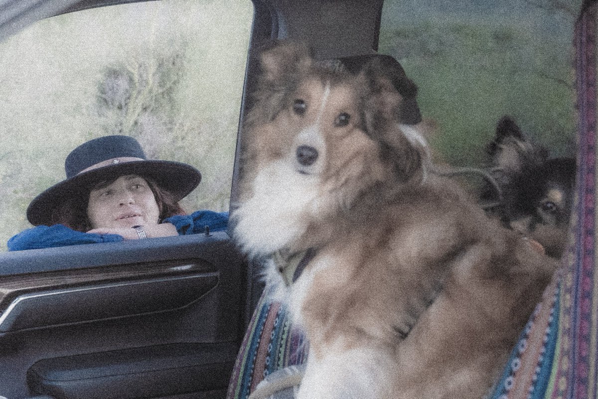 NewMexicoDrive's tweet image. The #nmdrive crew getting loaded for the #roadtrip and Diane hogging all the camera time, Jack is there, see him? #jackanddianeshelties