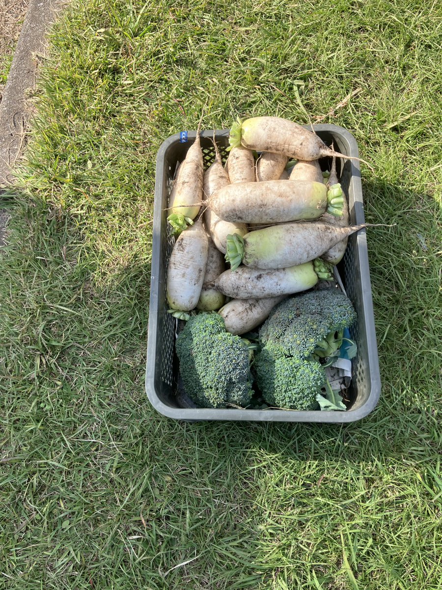 父のプチ農業が常に豊作😇💘