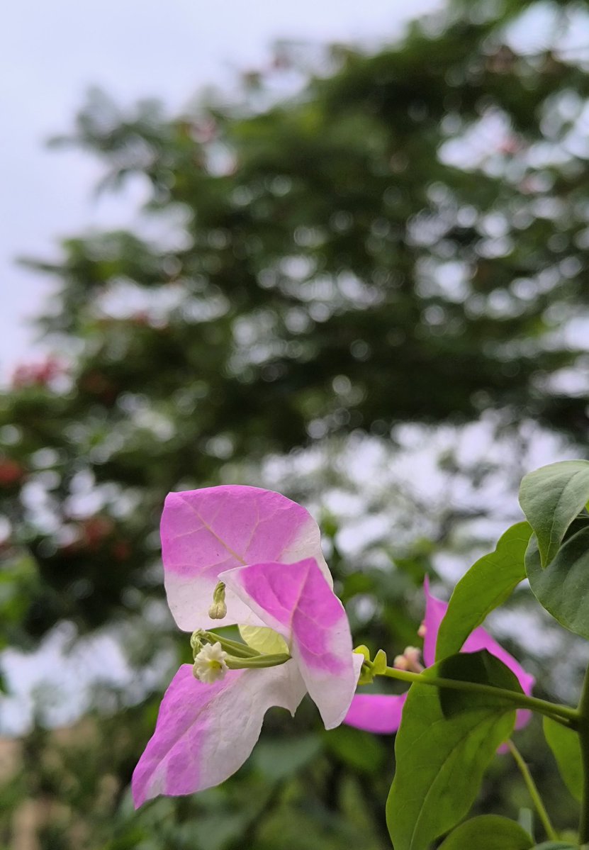 Pyari_ladki143's tweet image. दुनिया में जब भी 
कोई फूल खिलता है-
मैं तुम्हारे घर के थोड़े और
करीब आ जाता हूँ। 

हमारे मिलने के लिए
दुनिया का सुंदर और सौम्य होना
जरूरी है।।

~किताबगंज 🌻

@Kitabganj1 //🌸