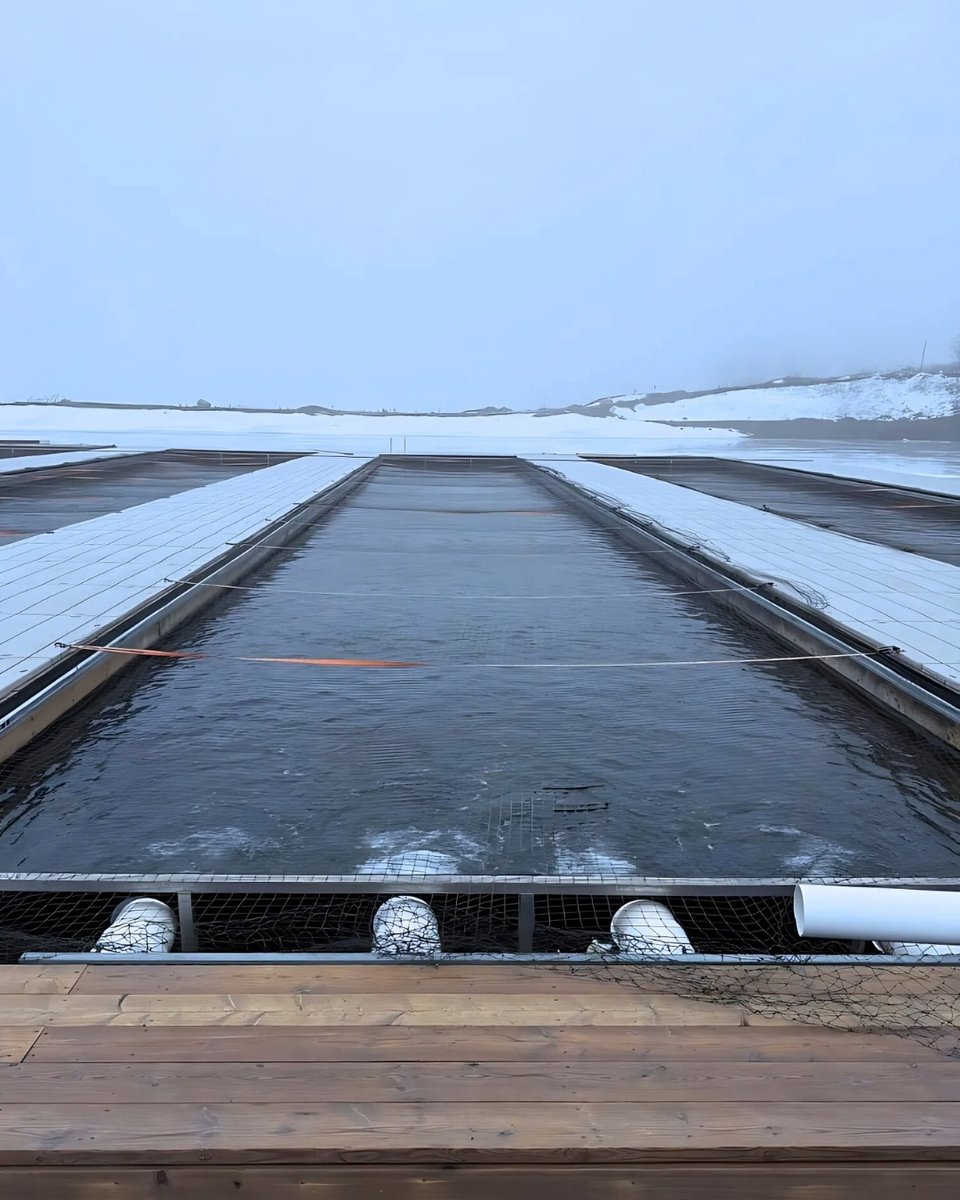 Winter is coming... but Izumi freshness never ends. ❄️🐟 Our clean, local, sustainable salmon and trout are available FRESH all year round.