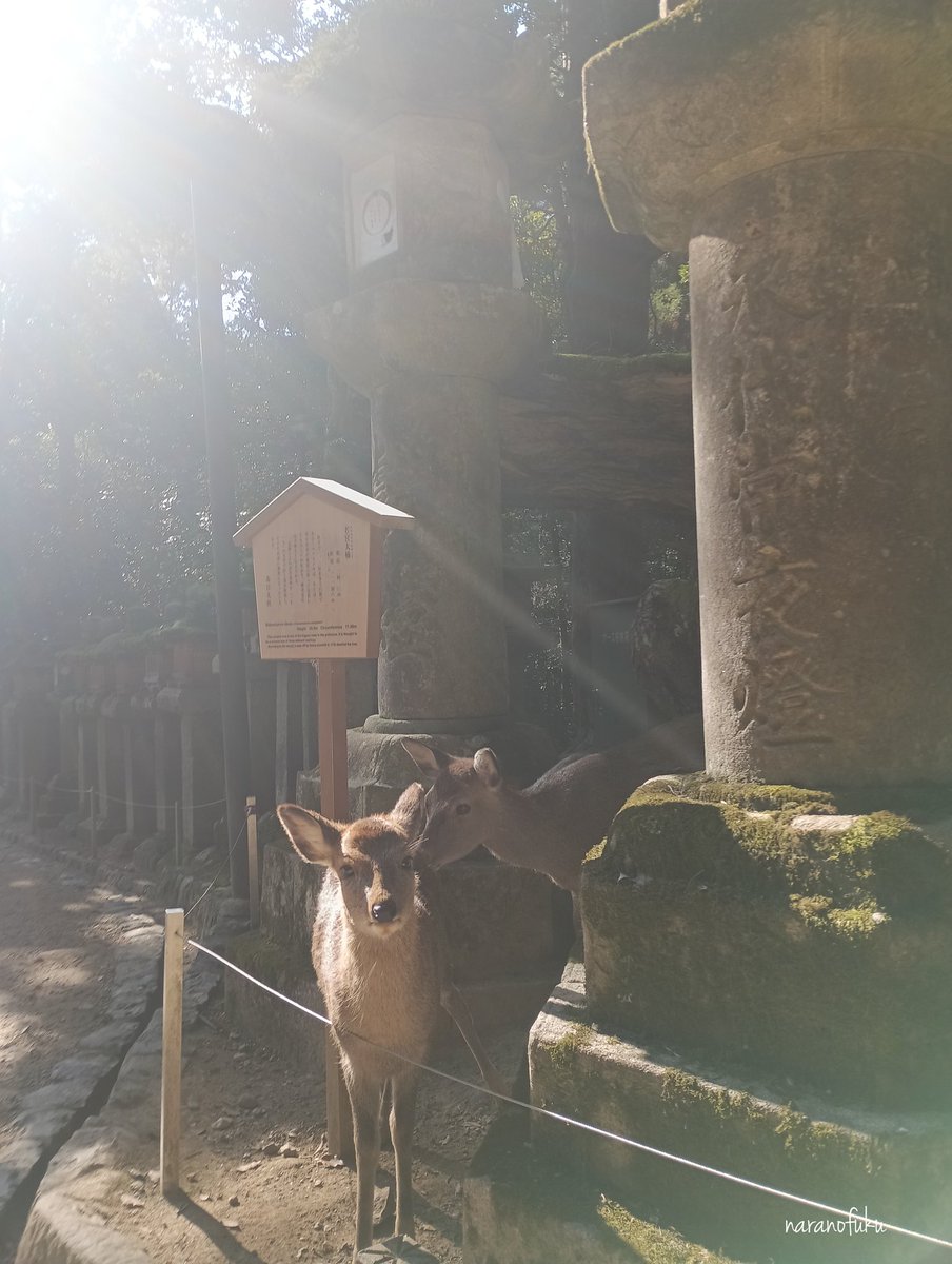 奈良の福 tweet media