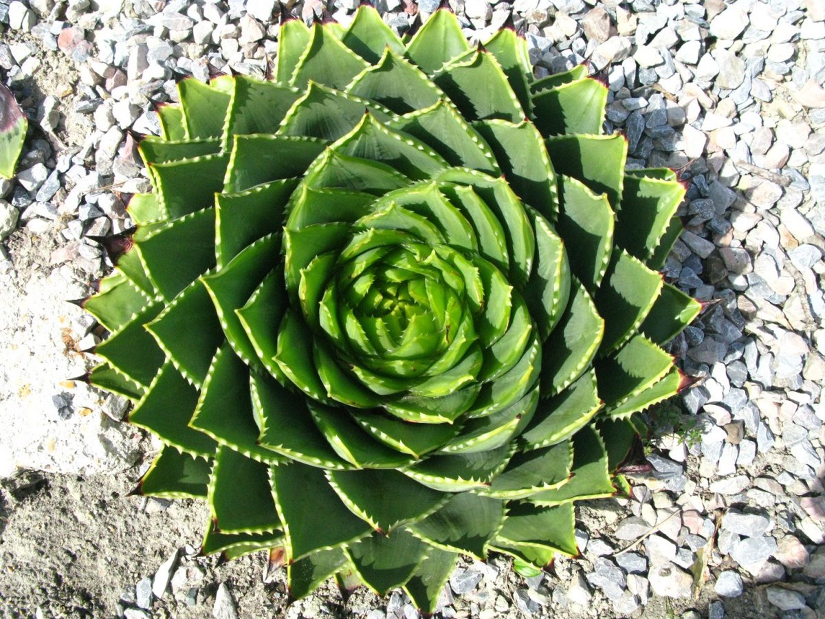 mathladyhazel's tweet image. “Mathematics is the language with which God has written the universe.” - Galileo Galilei.