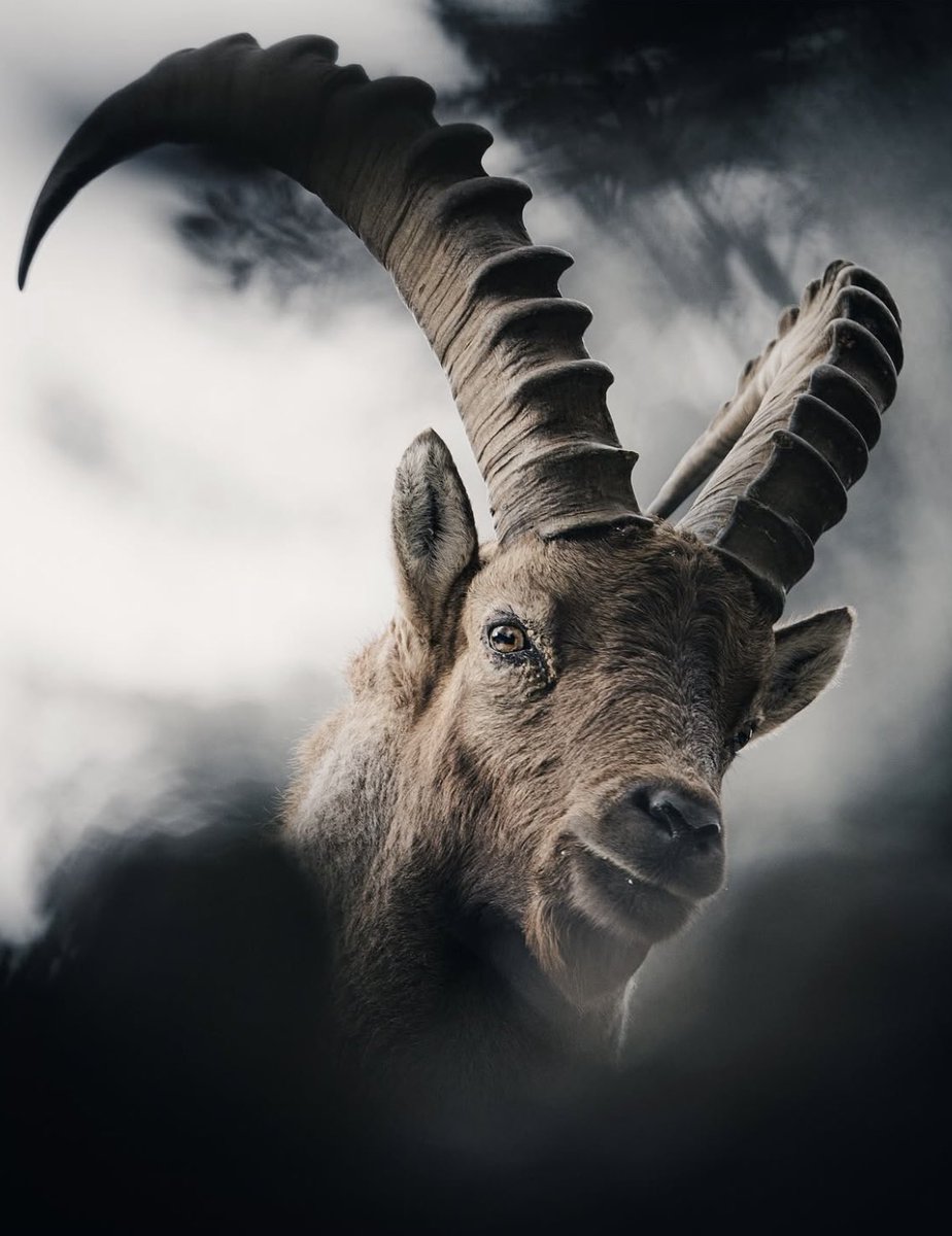 easy_oxy's tweet image. Who is the G.O.A.T footballer?