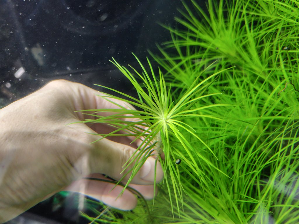 【メルカリ便】珍！ホシクサsp.キンバリーナロー　大株　1株　約11cm 鉢付き メルカリ便】珍！ホシクサsp.キンバリーナロー 大株 1株 約11cm 鉢付き