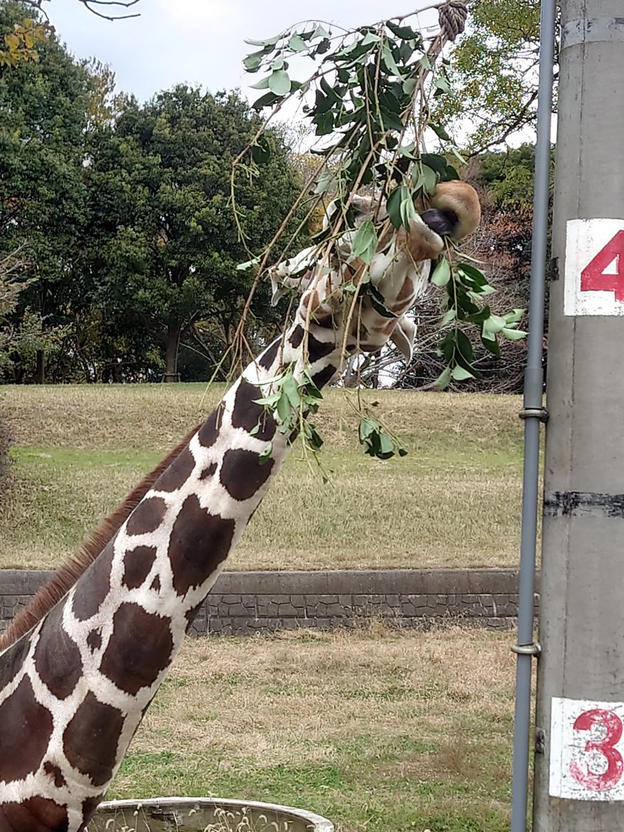 サイコロ🎲(°°) (@psycho_rock9) / Posts / X