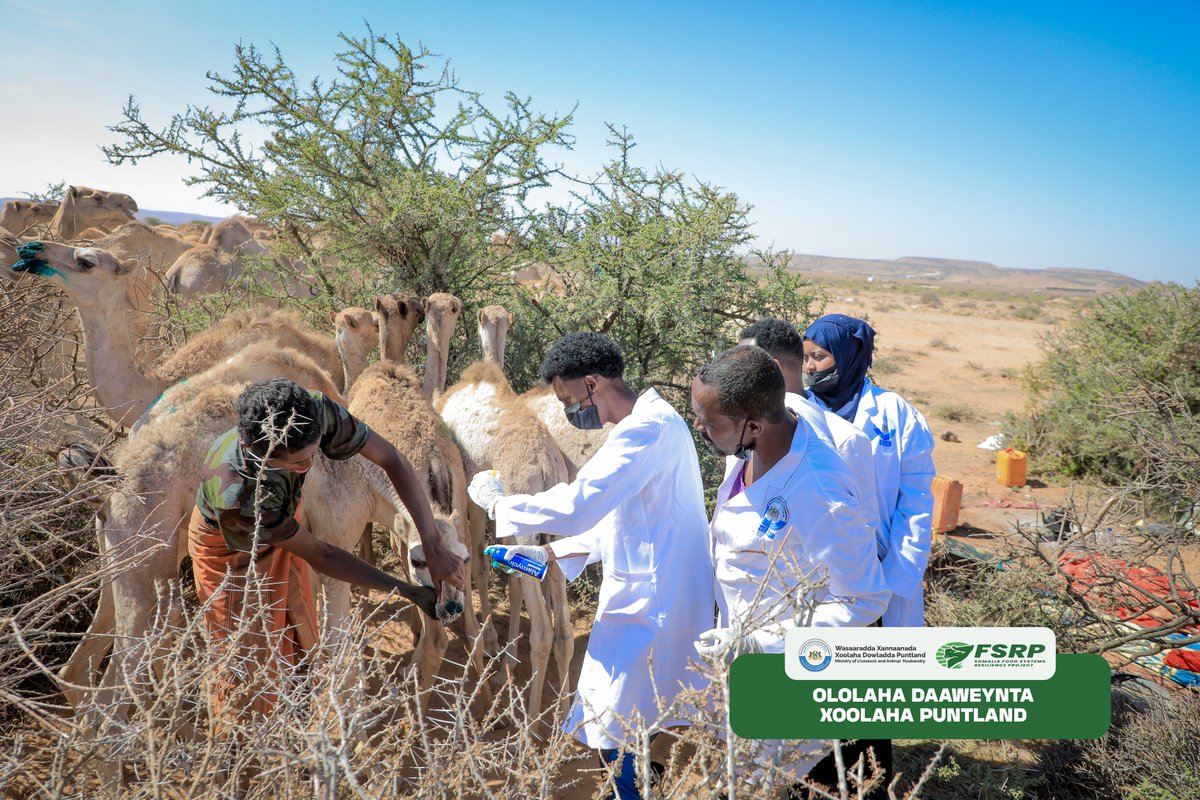 Puntland’s Ministry of Livestock &amp; Animal Husbandry is leading a major Livestock Treatment Campaign targeting 300,000 animals across Puntland.

This vital effort, supported by the Somalia Food Systems Resilience Project (FSRP), is crucial for ensuring healthier livestock &amp;