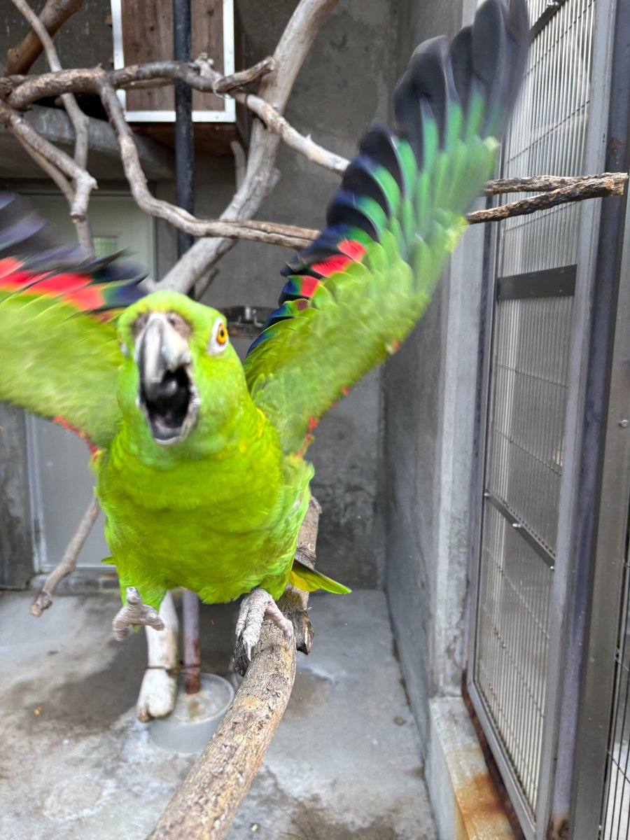 学術用の内部資料の写真を撮ろうとしたときのこと。そっと驚かさないよう近づいたけど想像以上に警戒されてしまいました💦💦
こちらから入ることなんて、普段ないもんね。
申し訳なさとともに、改めてその繊細な行動に気づかされました。

#びっくりさせてごめんね　#キエリボウシインコ
＃王子動物園