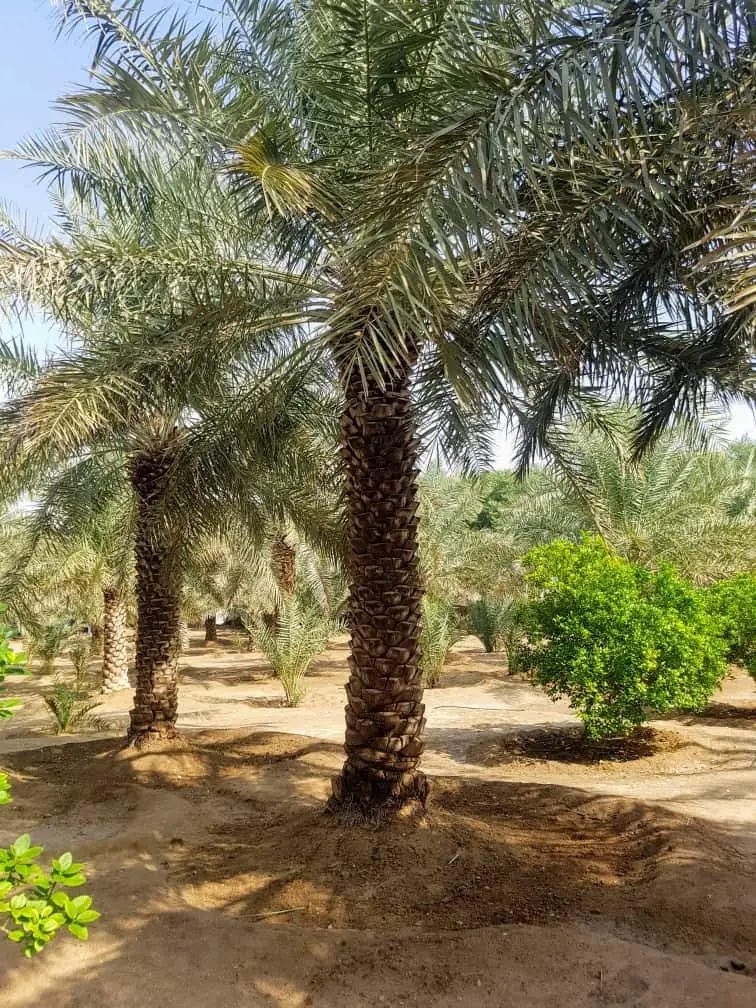 ابونايف® tweet media