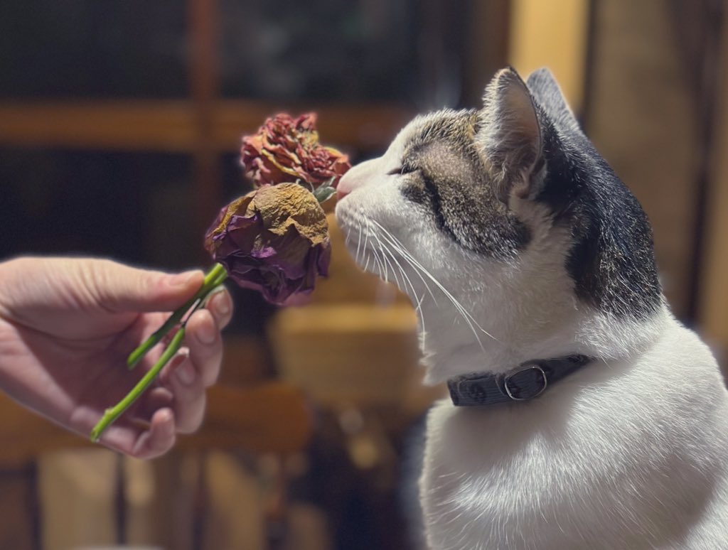 🐱🏵️
<a href="/galleryCAFE8/">gallery CAFEとこのま</a>