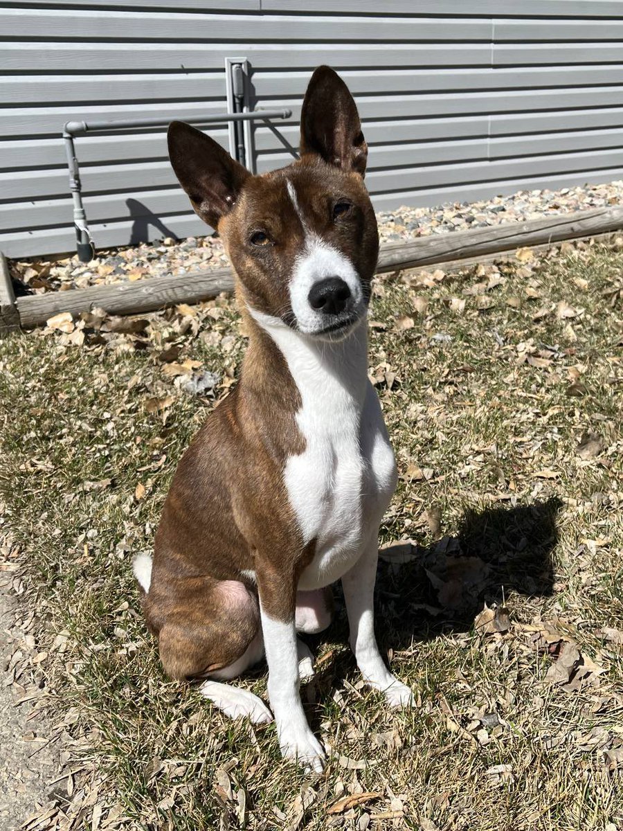 still day one of tagging <a href="/jessepollak/">jesse.base.eth</a> on a basenji everyday until he adopts one as the <a href="/base/">Base</a> dog mascot $benji
