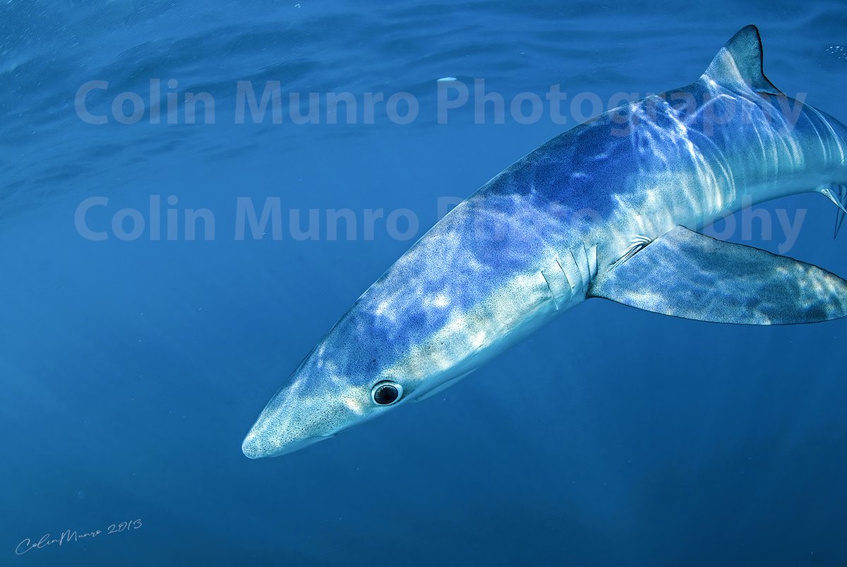 I'm making some of my favourite photographs available as Fine Art Prints to buy direct from my website in a couple of clicks.  Hahnemühle Photo Rag, museum quality paper (satin or ultra-smooth), signed (or unsigned), each print made to order #blueshark
colinmunrophotography.com/wildlife-print…