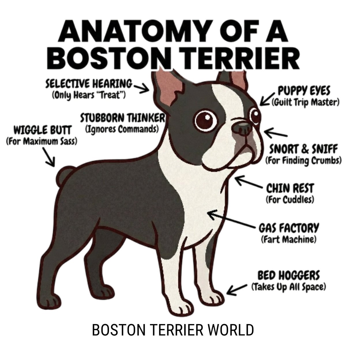 bterrierdogs's tweet image. Boston Terrier Anatomy Illustrated 🐾😄 
☕️ Order the mug : bostonterrier.world/products/bosto…

#BostonTerrier #DogArt #PetIllustration #DogLovers