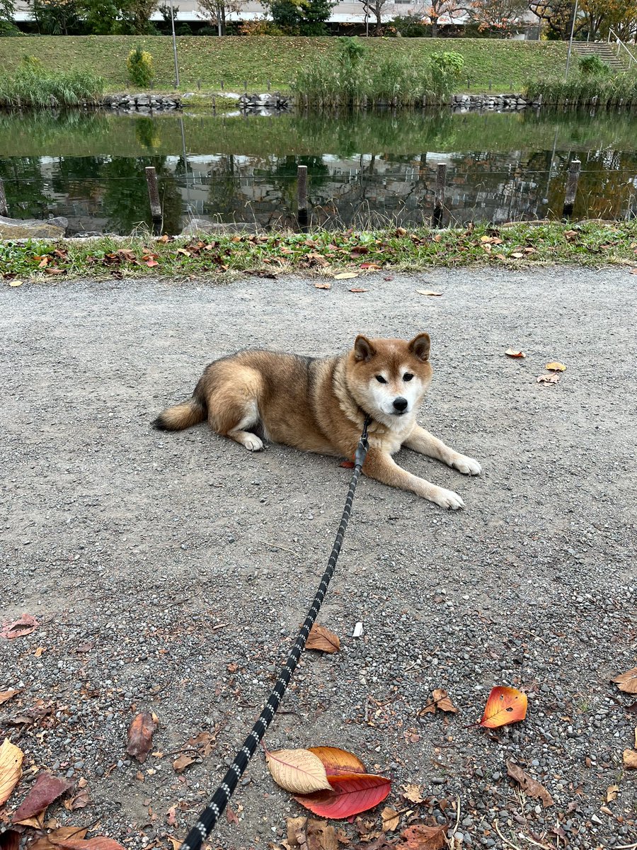 通路の真ん中で休憩するトラジロウくん！
迎えに行くと喜んでおもちゃで遊びはじめてすぐに捕まえられないのです。結局は喜んで河川敷に向かうけどたくさん💩終わったあとは歩かなくなる。これでは私の運動にもならないよ〜！体重ヤバいことになってるのに😣