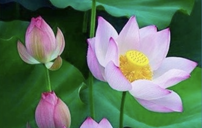 DeutschMinghui's tweet photo. Den Groll loslassen, den ich seit meiner Kindheit mit mir herumschleppe - ChinaFahui
https://t.co/eiFjDWIIx0
#Minghui #FalunDafa #FalunGong #Groll #Wut #Kindheit #Eltern #Erziehung https://t.co/TMiE7GTNke