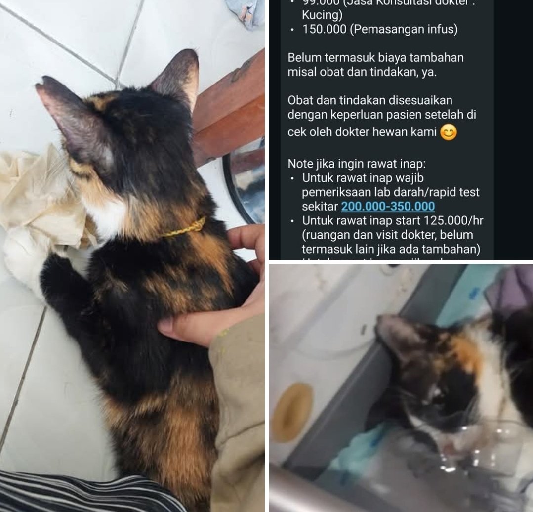 pista_cocoww's tweet photo. #OPENDONATION
#catlovers
X PLEASE DO YOUR MAGIC.
Share is very appreciated.
I need around $200 and can be more increase because it's only estimations for my cat medication
Donations can be sent:
BCA a/n Aprillia A.Z.F
International donation ( Paypal ) : ossaneclair@gmail.com https://t.co/W4w60AjSKP