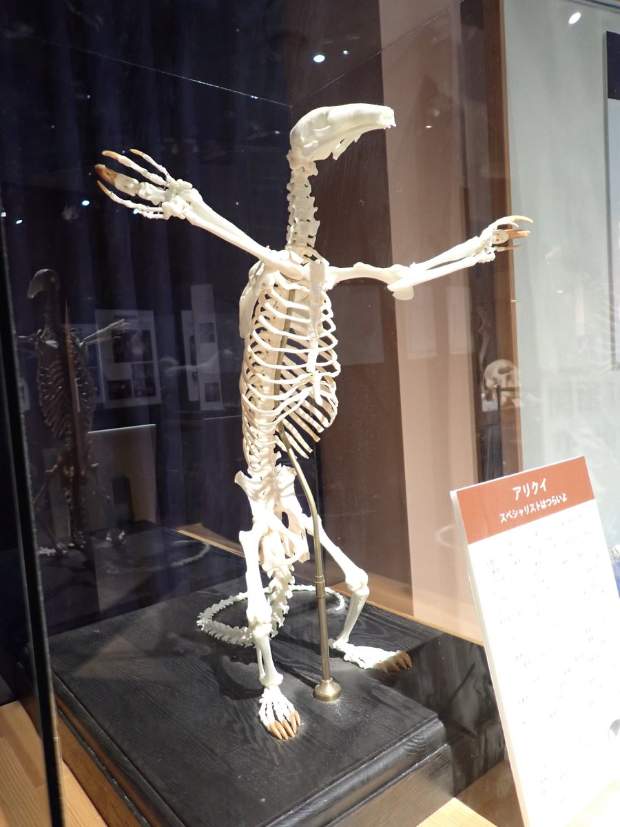 バーバリーライオン右腕の骨格 登録票付き 11月29日は #世界アリクイの日です。 ＃いのちの博物館 では、＃ミナミ
