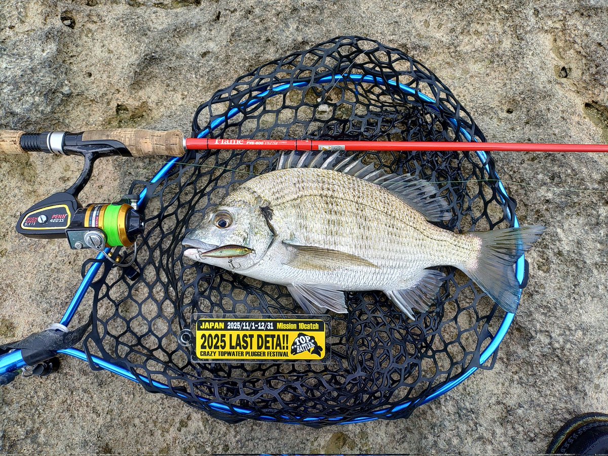 今日はゴリゴリのリーフチヌDETA😃 ＃2025LASTDETA 18、19、20匹め