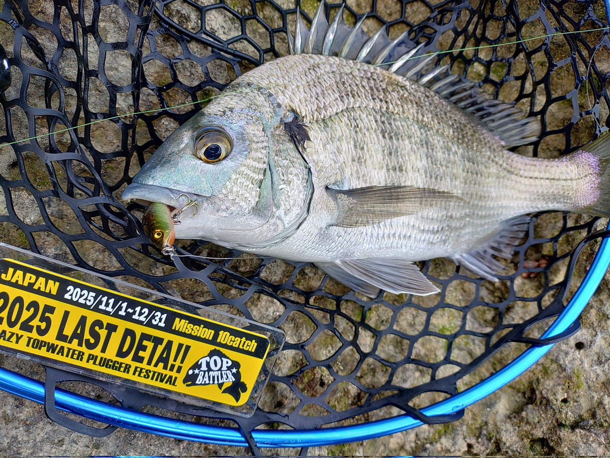 今日はゴリゴリのリーフチヌDETA😃 ＃2025LASTDETA 18、19、20匹め