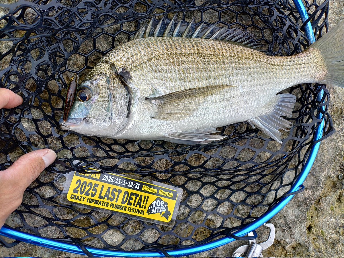 今日はゴリゴリのリーフチヌDETA😃 ＃2025LASTDETA 18、19、20匹め