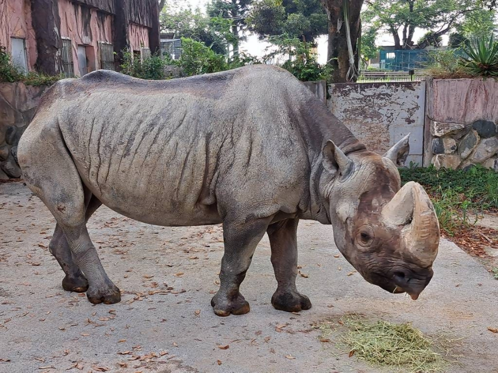 きりん🌵 (@kirinfs) / Posts / X