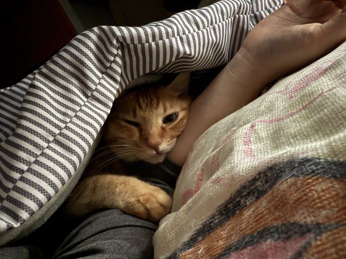 今からウォーキング行こうかなと思ったら布団に入ってきてゴロゴロ甘えてるのかわいすぎ…
ほんとかわいい…なおさん結婚しような… 