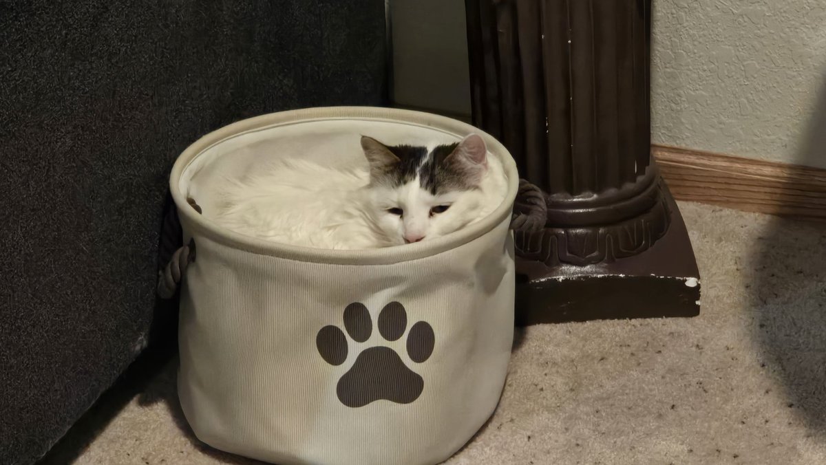 The9thCircle__'s tweet image. #MITAM @Ranting_Monkey 

I present an offering for cat pictures, a cat in a basket.