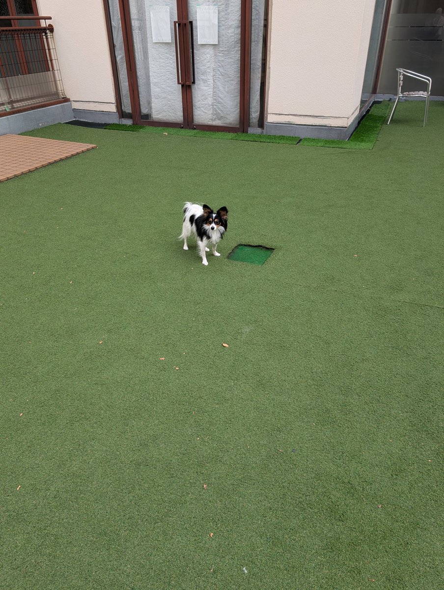 ドックランにきたけど、お友達がいなくて貸切状態の🥝
#パピヨン