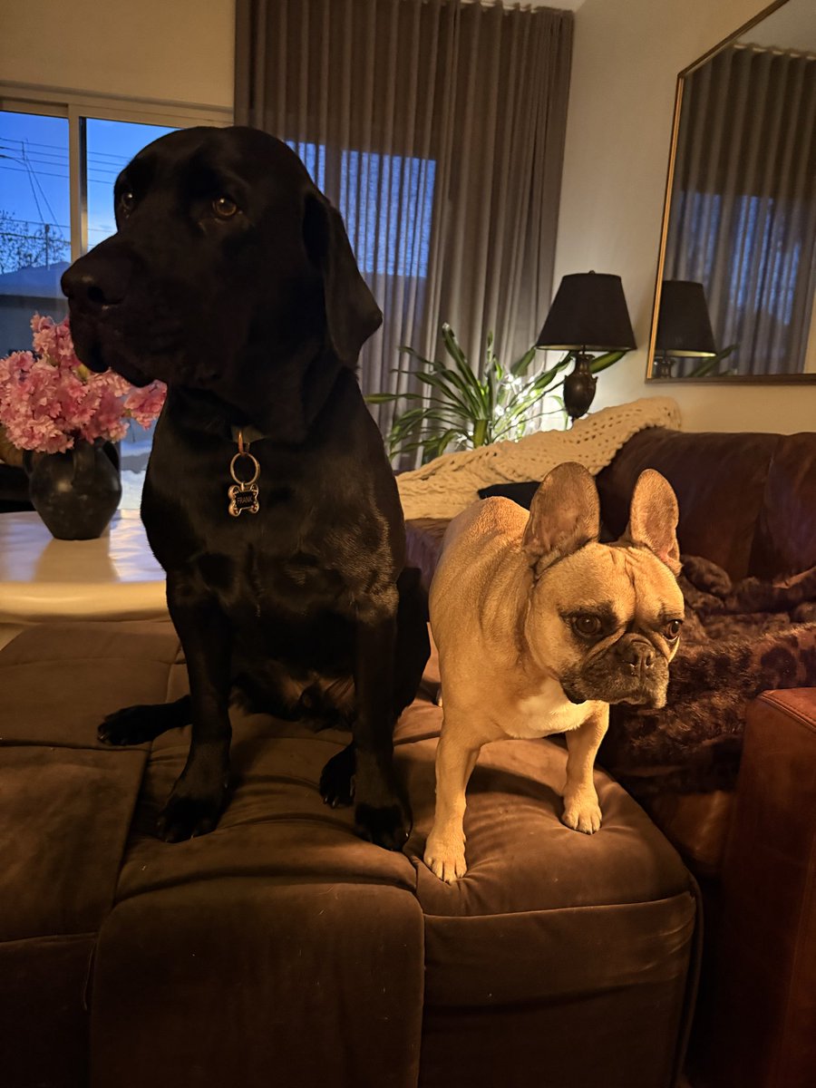 Dog sitting the little one. I had no idea they burrow at night. Thought she was going to suffocate as she kept crawling under my sheets.