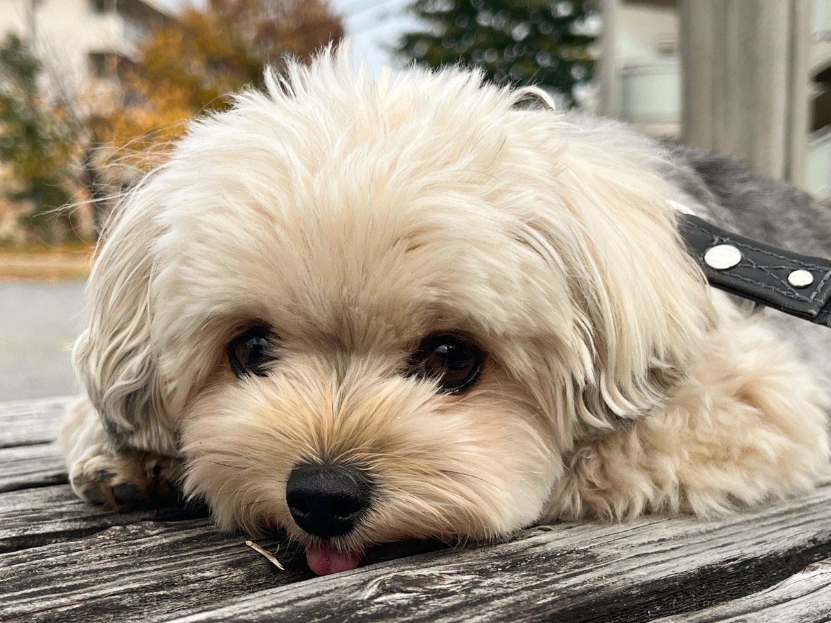 potage_0924's tweet image. ﾎﾜﾎﾜｱｶﾁｬﾝ