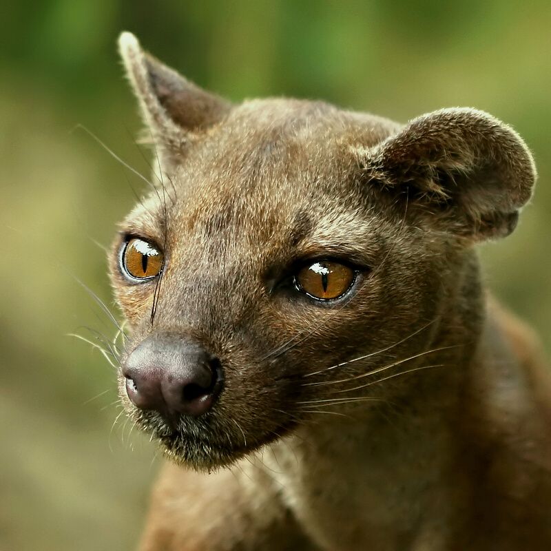 VibbleTribble's tweet image. The Fossa is Madagascar’s top predator not a cat, but a unique carnivore with ankles that rotate 180° so it can climb down trees headfirst.
Its population is falling due to massive forest loss across the island.
#Fossa #EndangeredSpecies #Wildlife