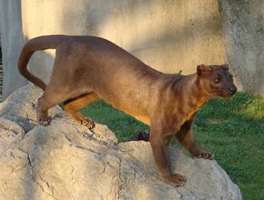 VibbleTribble's tweet image. The Fossa is Madagascar’s top predator not a cat, but a unique carnivore with ankles that rotate 180° so it can climb down trees headfirst.
Its population is falling due to massive forest loss across the island.
#Fossa #EndangeredSpecies #Wildlife