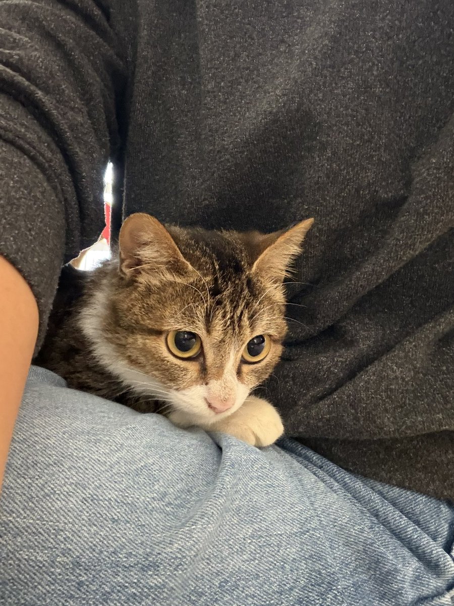 今日は保護猫ボランティアに行って来ました。腰椎損傷のホープ君、今日歩きました！回復力にびっくりです。