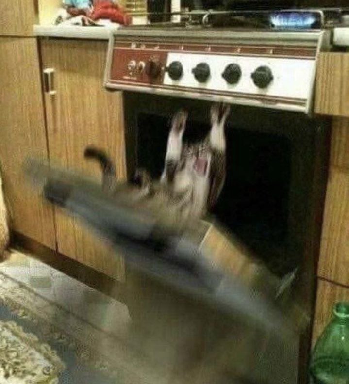 NoCatsNoLife_m's tweet photo. Oops https://t.co/ybw7DPnnyW