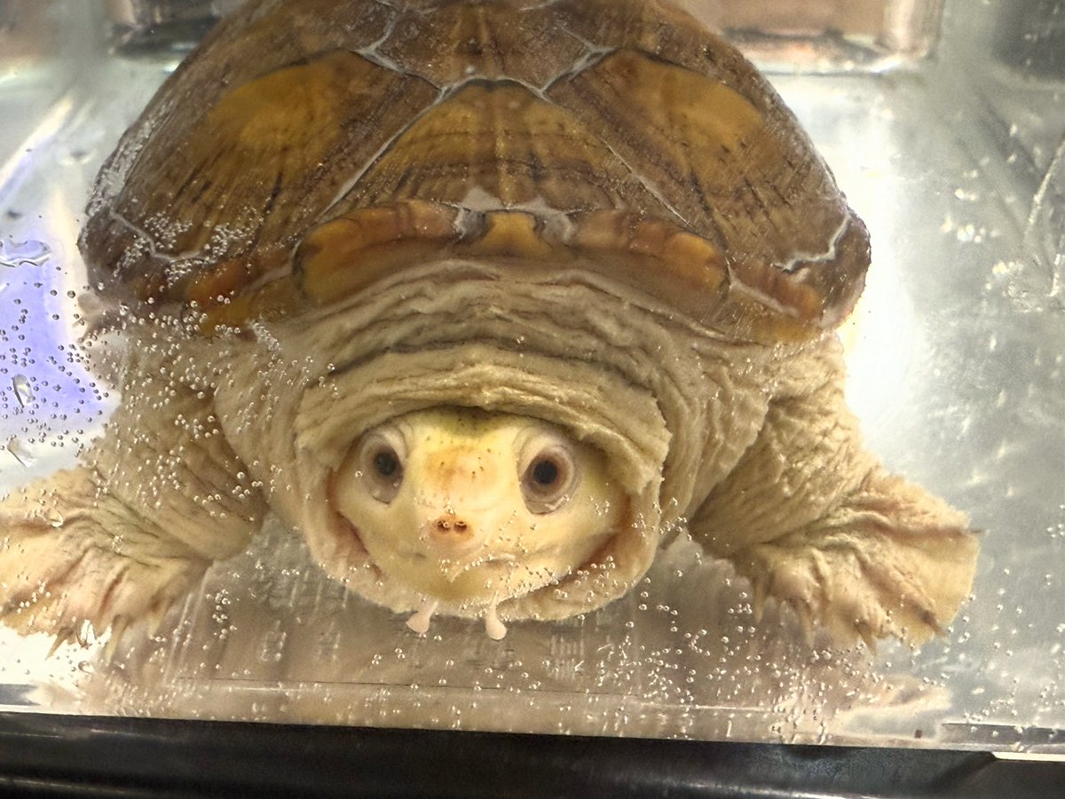 ✨入荷✨

・レッサーアンティルイグアナ
今はグリーンイグアナにそっくりですが、成長した姿はグリーンイグアナとは全く違う格好良さがあります

・ハラガケガメ(ハイポ ホワイトヘッド)
超★極★美！
うっとりする美しさです

電話、メールでのお問い合わせお待ちしてます❗️
よろしくお願いします☀️