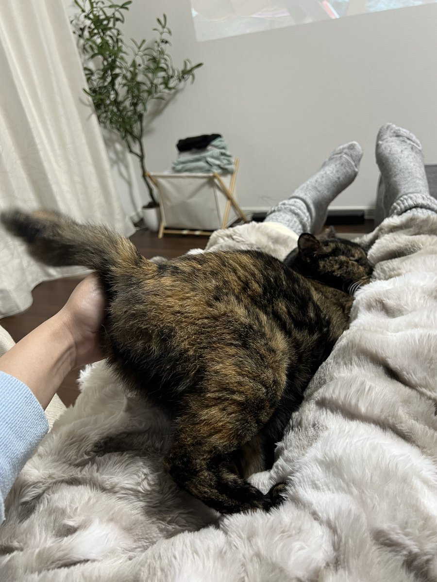 真は錆猫が好き 真は錆猫が好き 真は錆猫が好き しんや☆とっきゅう on X: