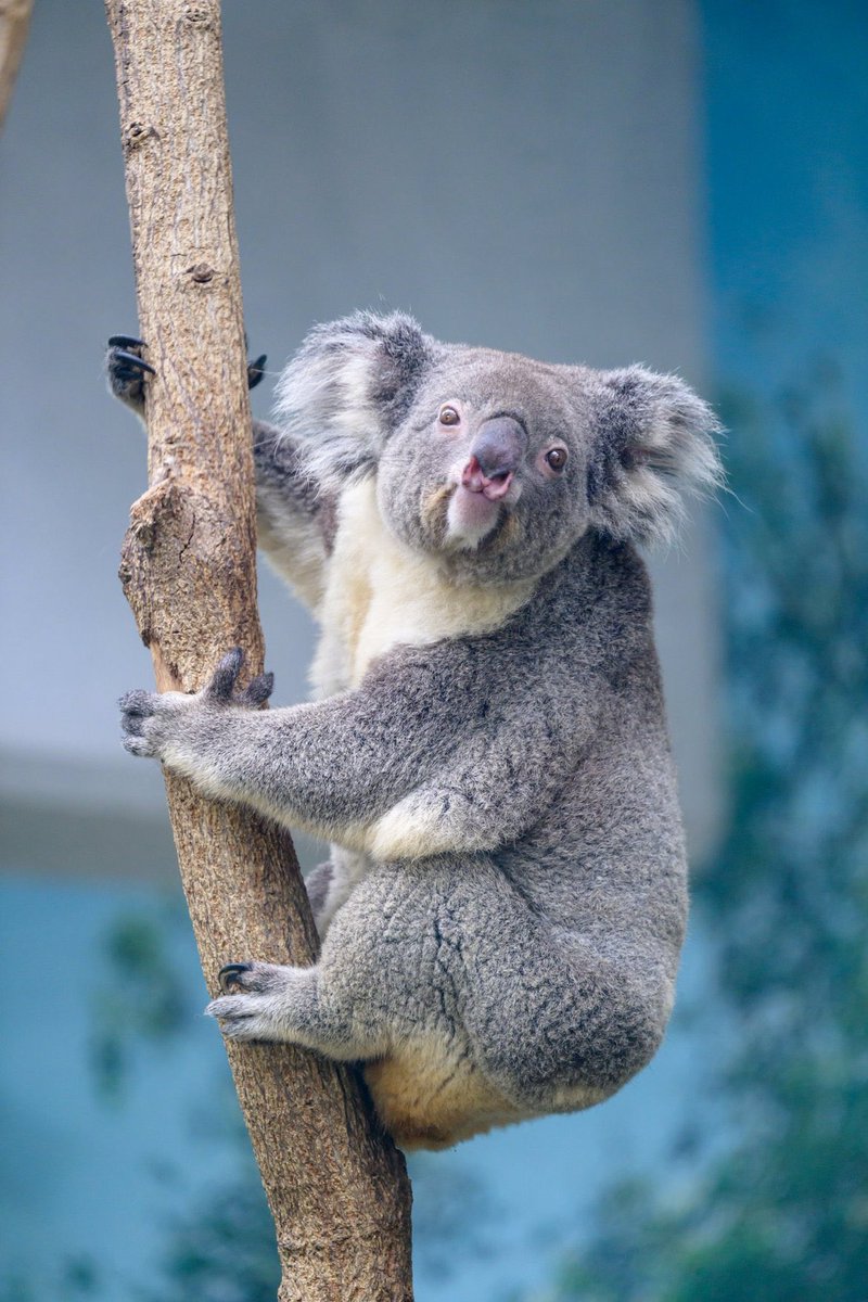 もふもふな耳がかわいい🫧
#平川動物公園 #コアラ #つくし