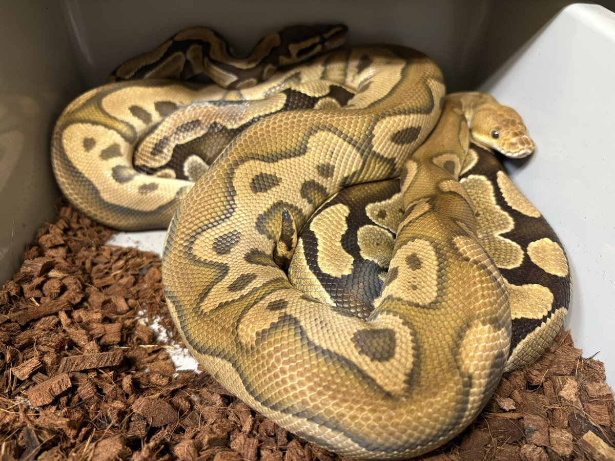 Cypress Leopard Clown
×
het.Clown

🤞