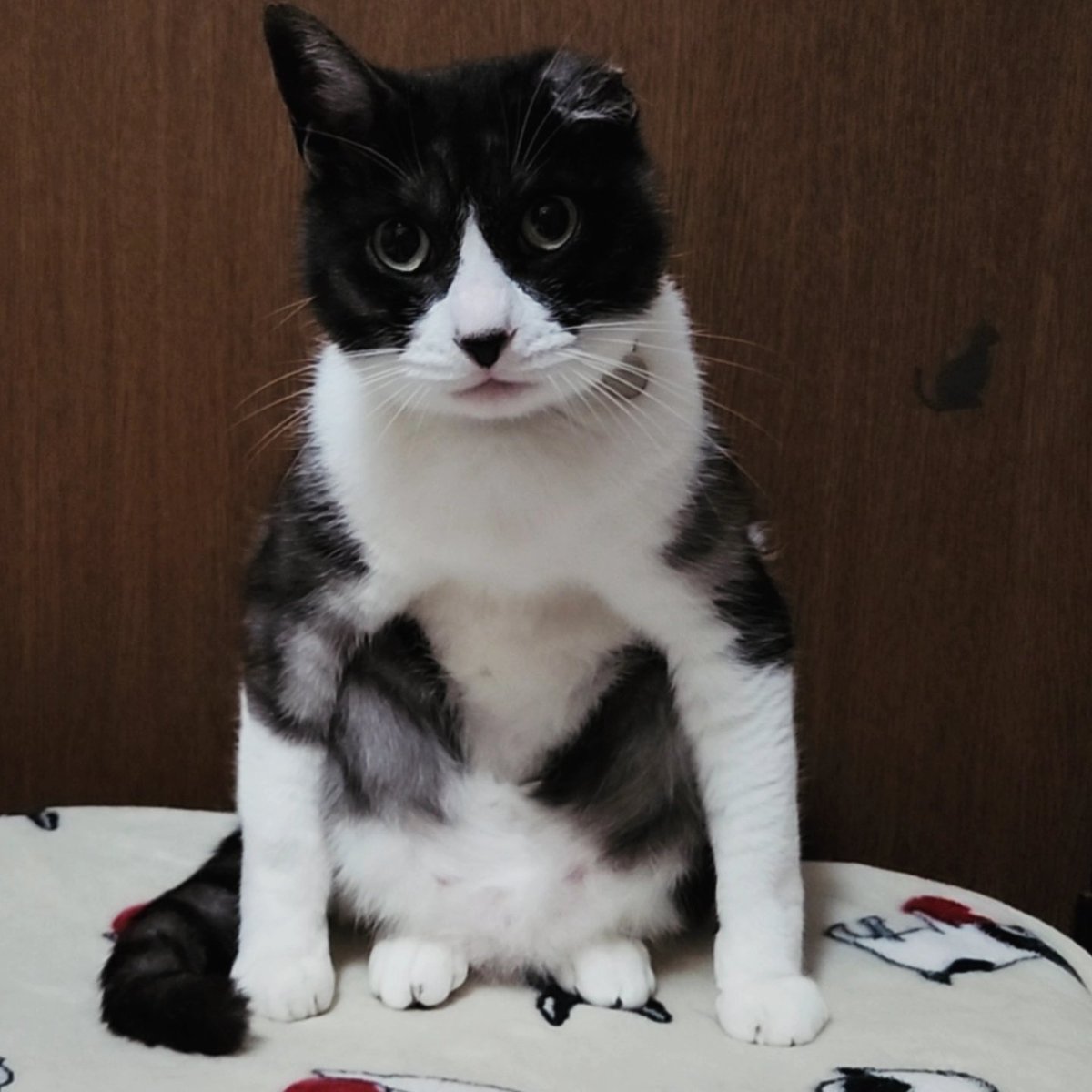 でーん😼 #ハチワレ猫 #手を広げてはっけよーい？！