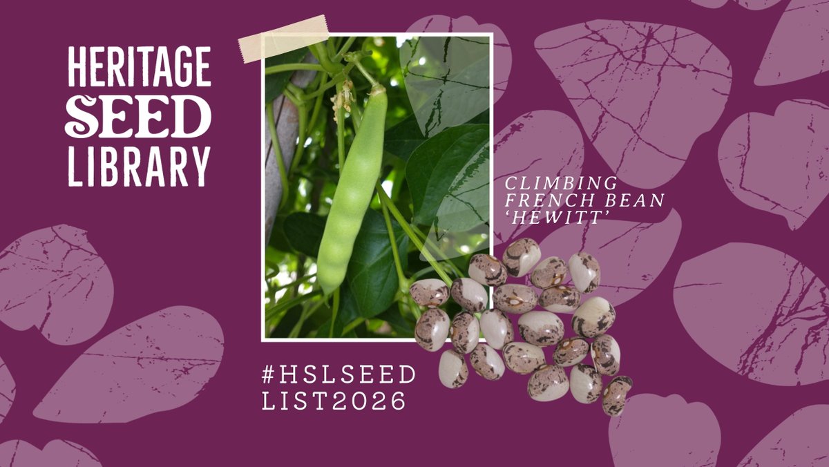 gardenorganicuk's tweet image. Here&apos;s another juicy gem from this year&apos;s #HSLSeedList2026. Climbing French #bean &apos;Hewitt&apos; produce robust &amp;amp; vigorous plants. It&apos;s great as a drying bean with a sweet and nutty flavour. Click here if you&apos;re not a member &amp;amp; would like to support our work gardenorganic.org.uk/join.