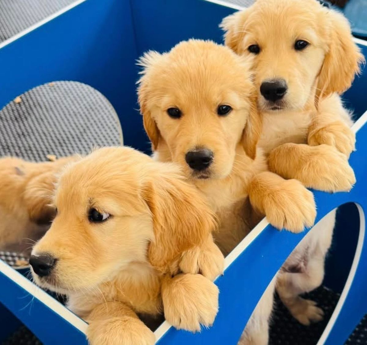 chorleyguidedog's tweet image. Three gorgeous puppies for this Thursday!  Three reasons to smile!

#Chorley #GuideDogsUK #GuideDogs #GuideDogsForTheBlind