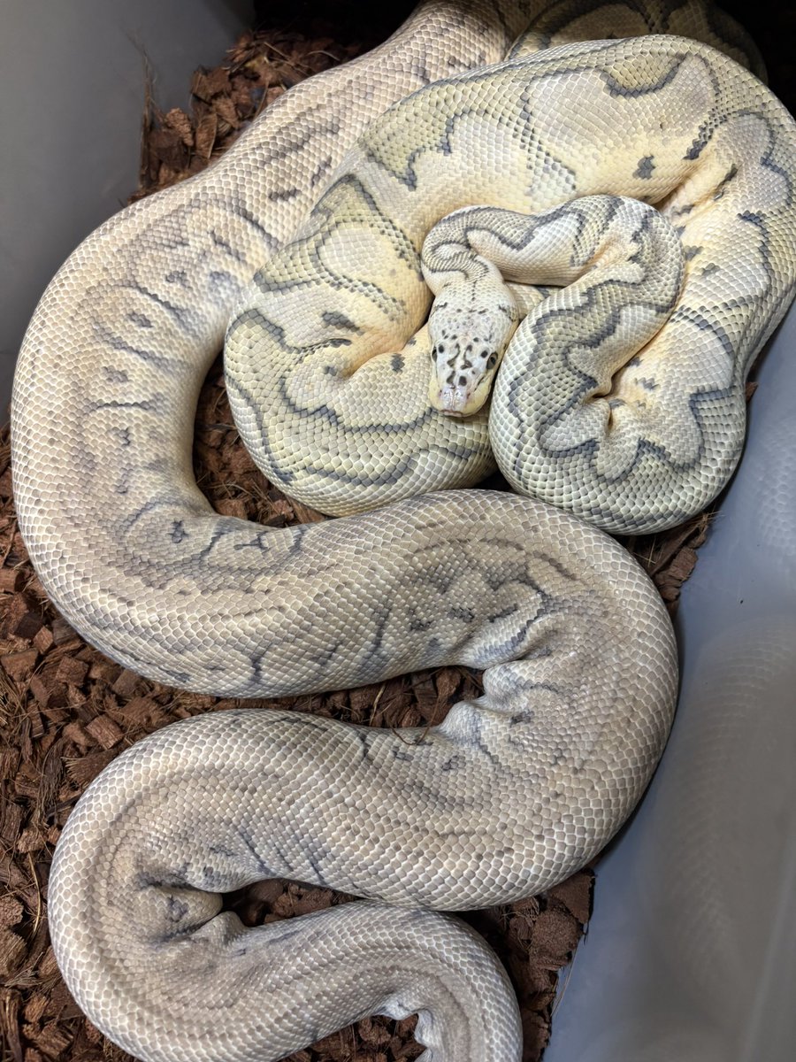 Pastel Ghost Clown
×
Pastel Mojave Pinstripe
