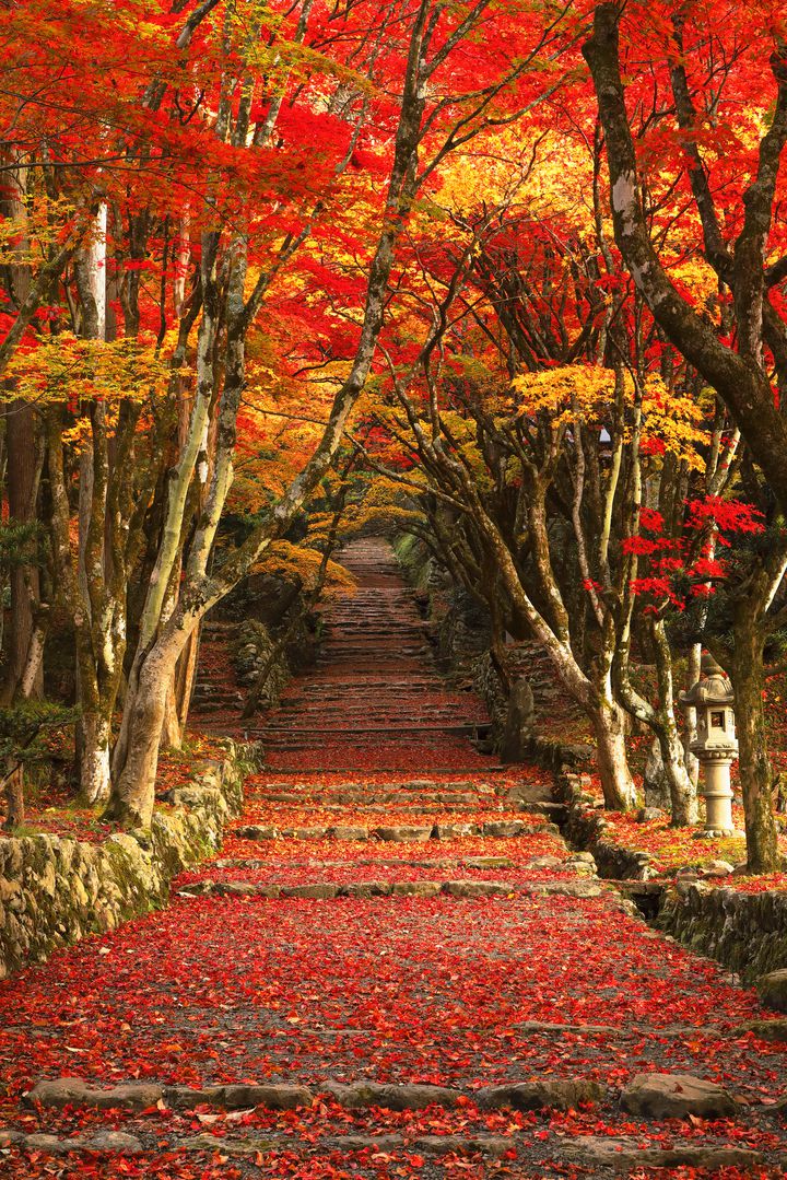 Kizu_RT's tweet image. 11/27 Thu.　　#KizuJapan 🇯🇵
📸 滋賀県長浜市 鶏足寺の参道

　Maple leaves decorating
　  the approach to the shrine ⛩️🍁

Nagahama City　　　Shiga Prefecture